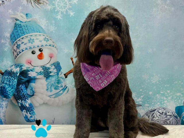 Your dog’s photo can also be printed onto any of the below products should you wish to purchase a little keepsafe. Printed Photos - £6.99, Keyrings - £7.99, Mugs - £8.99, Coasters - £9.99, Photo Slates - £10.99, Bottles - £11.99, Frosted Glasses - £12.99
