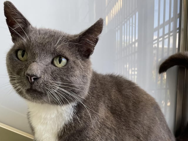 Handsome boy Oliver is looking for a new start after not getting on with cats in his previous home. Oliver is a fussy, confident cat who is struggling a little with centre life. Oliver does have a grade three heart murmur, which we’re hoping won’t put people off adopting this beautiful cat. For more information on heart murmurs, please contact the centre.