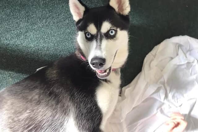 The owner warns anyone who sees Harlow to not approach her or call her name so to not scare her off.