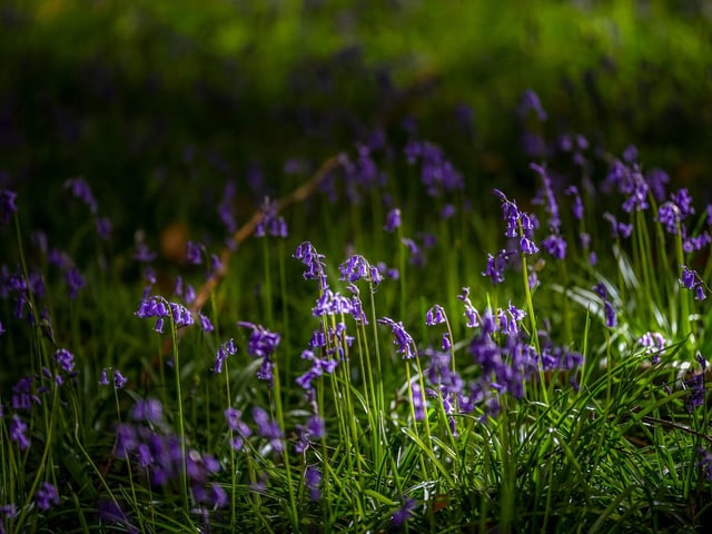 Muddy Stilettos: "When a woodland has a name like Bluebell Wood you know it’s got to be a corker, and we reckon this is one of the very best places to see and photograph bluebells. Tightly packed dense bluebells create a spectacular carpet of intense blue that’s well worth a visit."