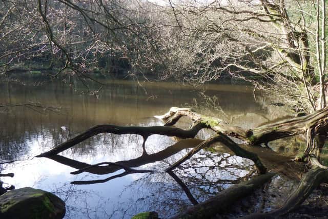 Shining Cliff Wood