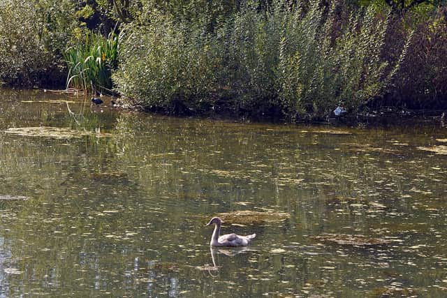 Pleaseley Vale Business Park. Swans have been shot on the lake.
