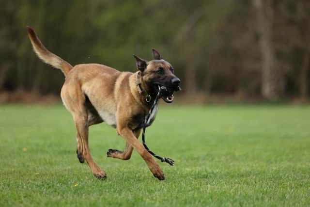 PD Russo and his handler pursued the suspect and recovered items of clothing which had been thrown over a wall