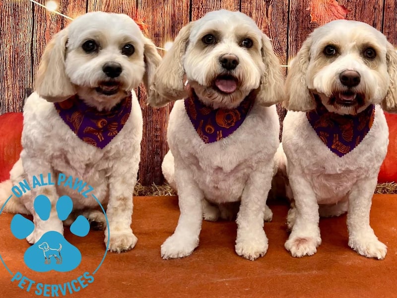 On All Pawz Pet Supplies' is offering a spooky photoshoot for all dogs groomed this October
