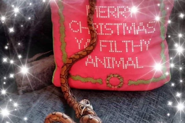Laura Gillott said: "Our cat doesn't do poses but here's one of Winston, our Brazilian rainbow Boa."