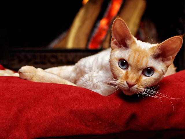 An intelligent and people-oriented breed that thrives in active households with children and other pets.