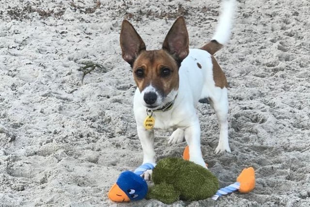 Joey is a four year old Jack Russell Terrier. He is an energetic boy who has a cheeky character and is full of fun. Joey prefers a quiet environment and is looking for an adult only home where he will be the only pet in the house.