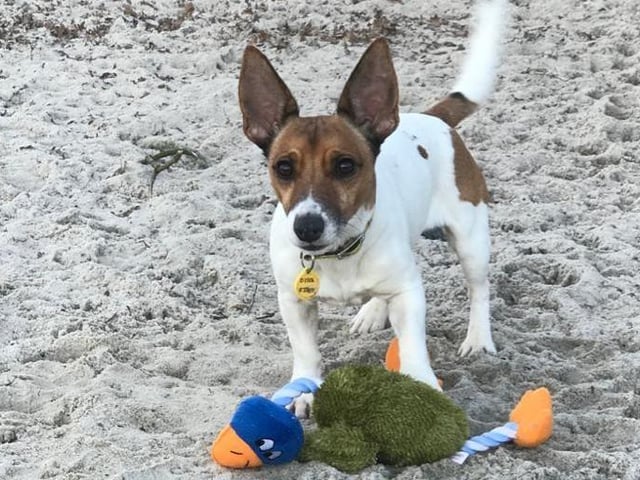 Joey is a four year old Jack Russell Terrier. He is an energetic boy who has a cheeky character and is full of fun. Joey prefers a quiet environment and is looking for an adult only home where he will be the only pet in the house.