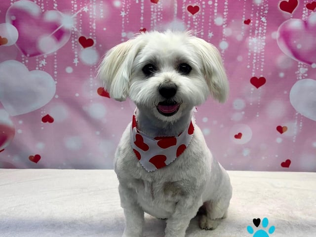 Preened pooches can pucker up for a sweet photoshoot
