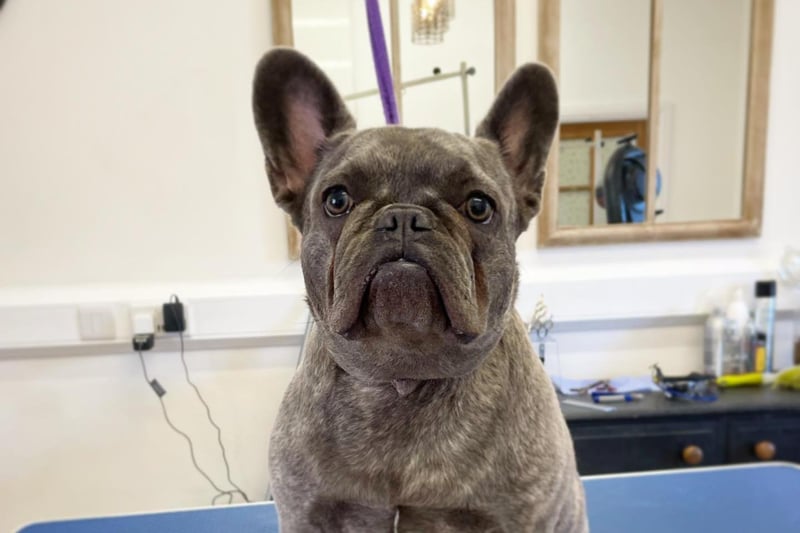 Based in Upper Langwith, Devonshire Dog Spa was a popular recommendation from readers. Here is sweet Dolly pictured at the site. For more information, call 07946 068569 or email info@devonshiredogspa.co.uk