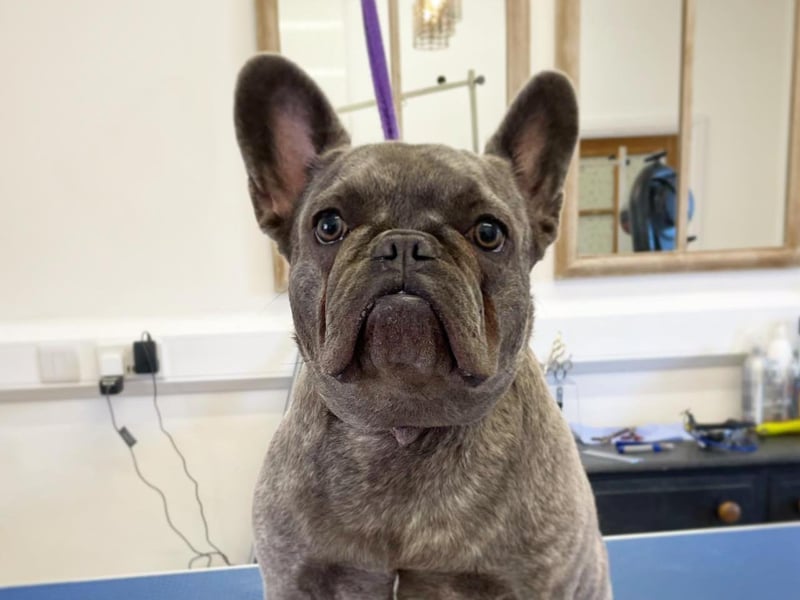 Based in Upper Langwith, Devonshire Dog Spa was a popular recommendation from readers. Here is sweet Dolly pictured at the site. For more information, call 07946 068569 or email info@devonshiredogspa.co.uk