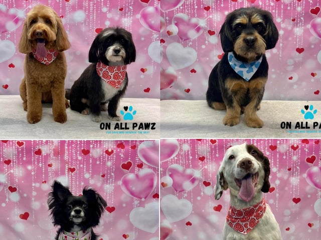 Check out this sweet selection of Valentine's themed photoshoot pictures
