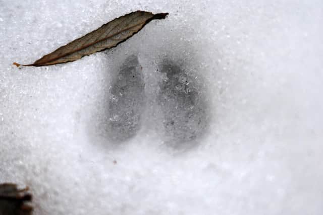 Deer footprint