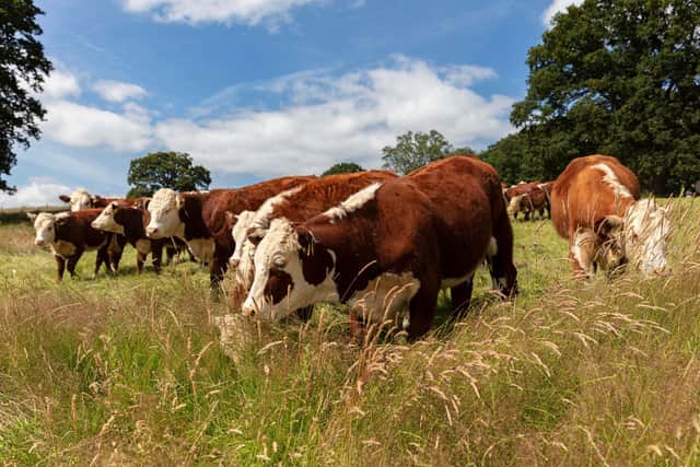 Livestock grazing i the fields on farm.