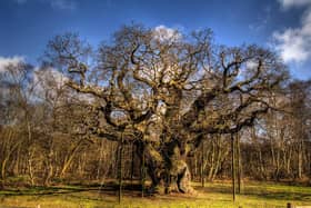 The famous Major Oak tree at the heart of Sherwood Forest.