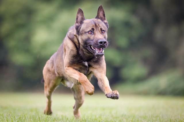 PD Rambo in full flight.