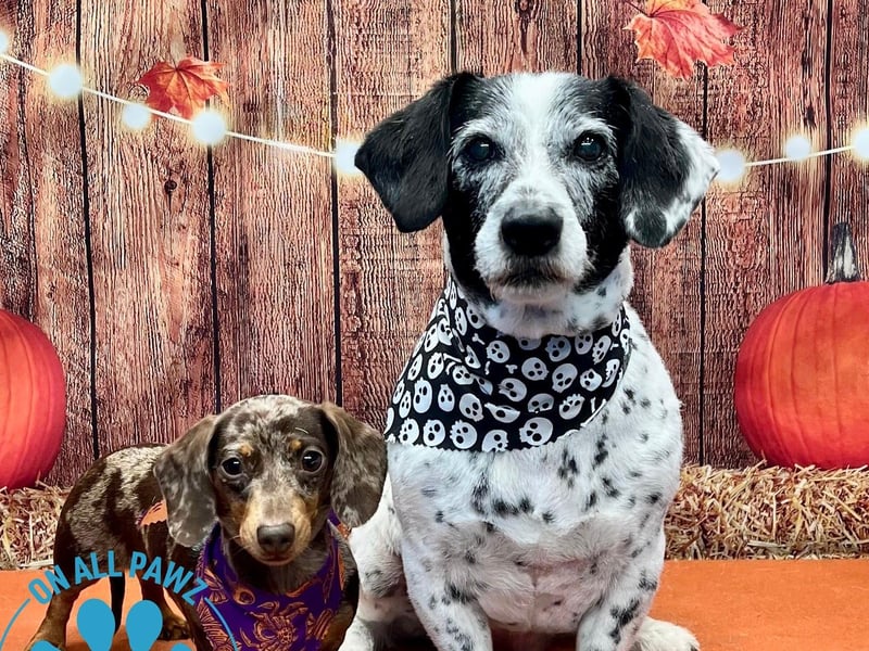 For more details and pricing, visit: shop.onallpawz.com/products/halloween