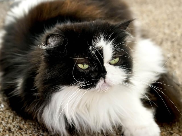 A long-haired breed closely related to the Persian.