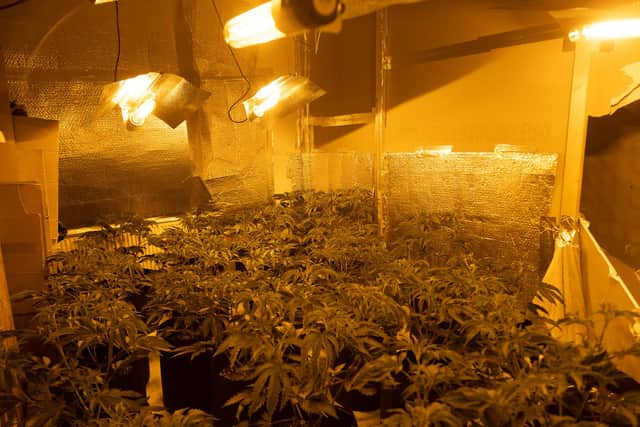 A number of cannabis plants were found.