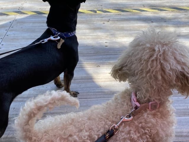 Here are Gizmo and Candy. Karen said Gizmo rescued her like she rescued him. The chi/staffie has been with her now for two years. Karen adopted Candy from her previous owner and has had her for a year. She said both dogs needed time and socialising. She added: "They are both beautiful and have amazing personalities."
