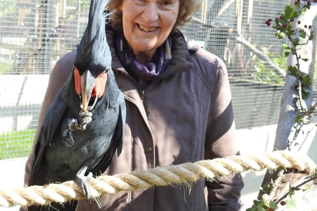 Rosemary Low with a magnificent Palm Cockatoo at Paradise Park in Cornwall in 2020
