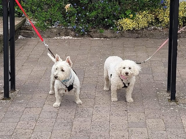 Kerry Winders has three rescue dogs. She said Wesley was a stray from Second Chance animal rescue, and Willow and Elly were from puppy farms from Many Tears Animal Rescue.