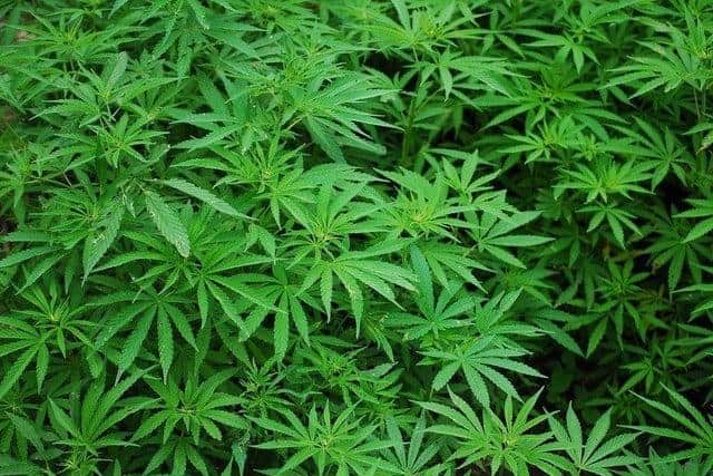Cannabis.