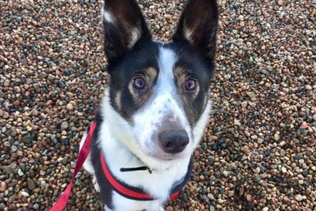 Jess is a beautiful 5-year-old collie. Based Caithness and Sutherland, she is happy to meet new people. She loves playing with a ball and going for walks.