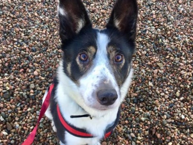 Jess is a beautiful 5-year-old collie. Based Caithness and Sutherland, she is happy to meet new people. She loves playing with a ball and going for walks.