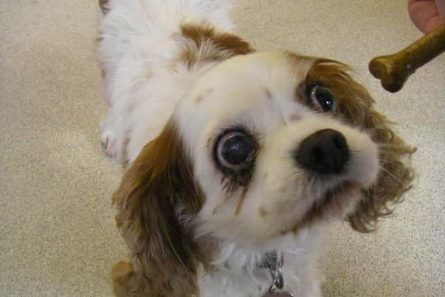 Milly the Kings Charles Spaniel had to be put to sleep to relieve her suffering