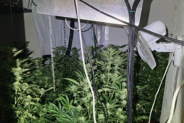 Cannabis haul discovered in Mansfield drugs swoop.