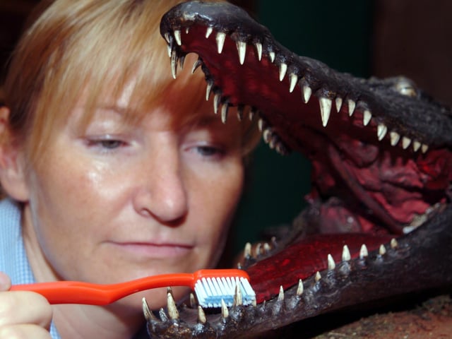 In 2006, Mansfield Museum prepared for a summer safari natural history exhibition. Pictured is then Gallery Assistant, Sharon Baum.