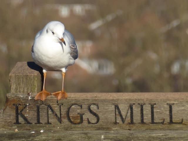 Photo taken at King's Mill reservoir, Sutton.