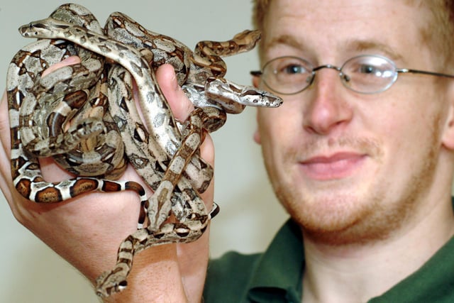 White Post Farm celebrating its 21st Anniversary, pictured is Reptile House Manager Martin Vernon with just some of the 17 Boas born to long term residents Ali and Alpha.