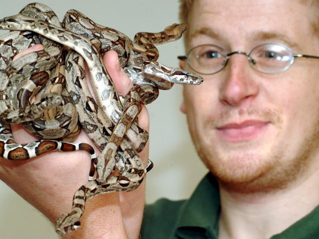 White Post Farm celebrating its 21st Anniversary, pictured is Reptile House Manager Martin Vernon with just some of the 17 Boas born to long term residents Ali and Alpha.