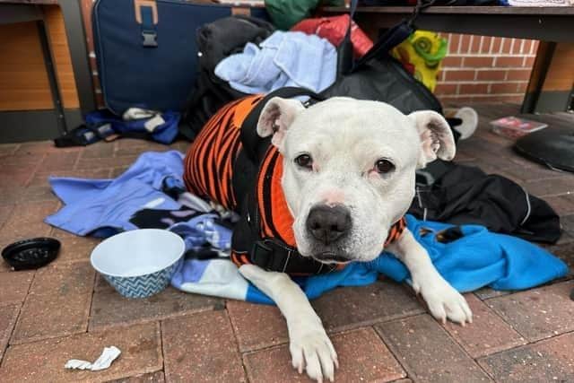 Those who helped John and Blue are concerned for the dog's welfare.