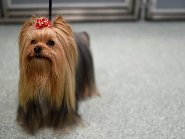 The Yorkshire Terrier is a great starter dog for those who want a little lap dog. This breed is affectionate towards its owner and may even act protective around strangers. The Yorkie has a moderate energy level and only needs basic exercise.
