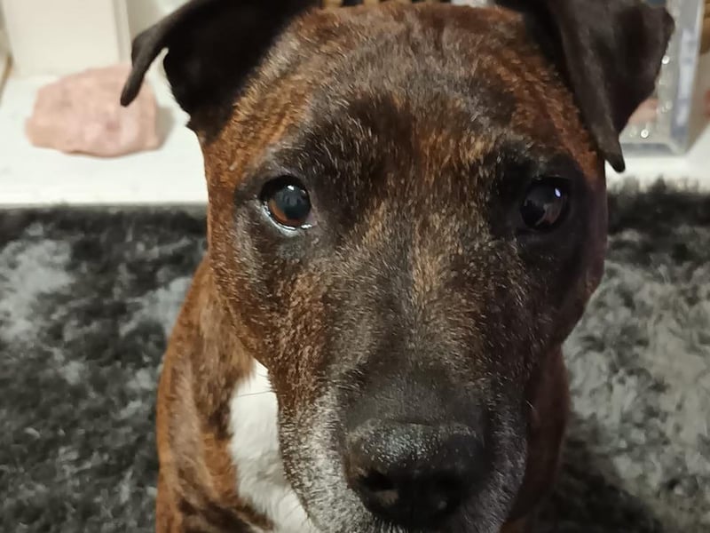 Pepsie the staffie passed away aged 16.