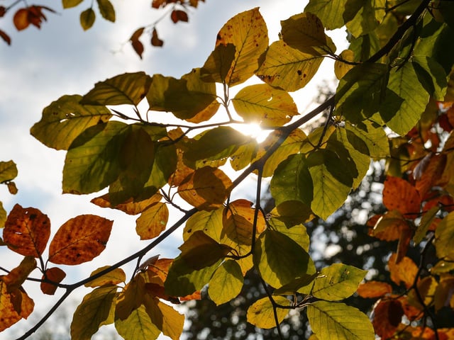Autumnal Mansfield