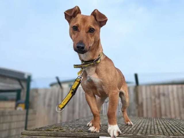 Sprinkle is a happy little soul with a real zest for life, but don’t be fooled by his size. He’s no lapdog! This little man is looking for adopters who want a small, active dog to explore the world. He can live with young adults aged 15 years and over. He must be the only pet in the home and have access to a secure garden. With a limited home history, Sprinkle may need some additional support transitioning into the home. Still, the Dogs Trust Training and Behaviour team will be on hand to support his new owners every step of the way. See www.dogstrust.org.uk/rehoming/dogs/terrier-jack-russell/3441423