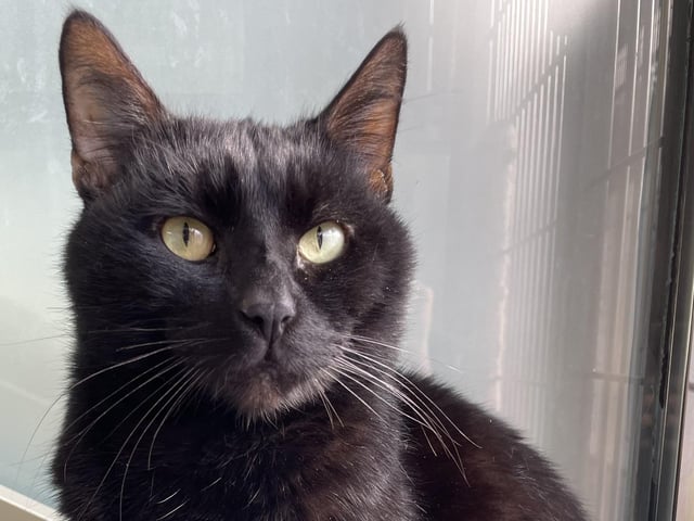 Meet Milo, a magnificent monochrome cat in search of his forever home! Although he can be a bit shy initially, Milo reveals his sweet personality when given the time to adjust at his own pace without being rushed. He would prefer to be the only pet in his new home.