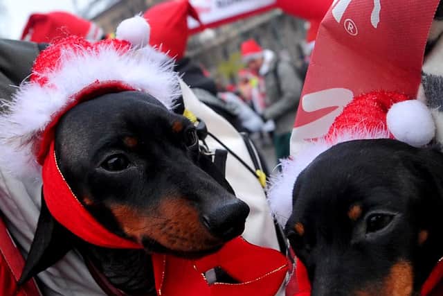 Dogs Trust has had 50,000 requests from people wanting to rehome their dogs this year.