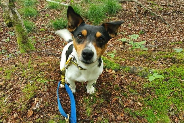 A four year old Jack Russell, Fergus is a cheeky chap who likes attention from people he loves, but can be worried by people he doesn't know. He is looking for an adult only home and would like to be the only pet in the house.