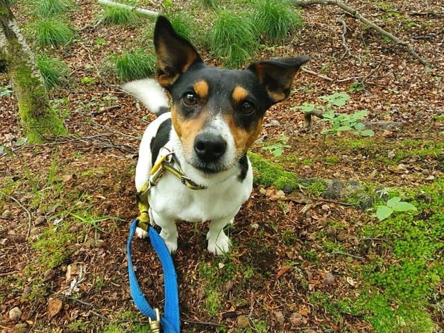 A four year old Jack Russell, Fergus is a cheeky chap who likes attention from people he loves, but can be worried by people he doesn't know. He is looking for an adult only home and would like to be the only pet in the house.