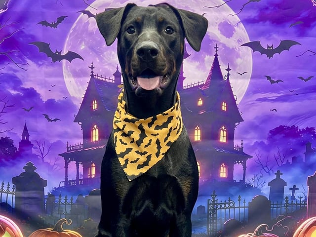 This family-run business has a genuine love for dogs and offers the kind of care you would want for your furry companian