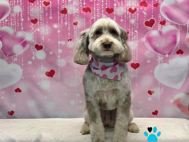 For more details and pricing, visit: shop.onallpawz.com
