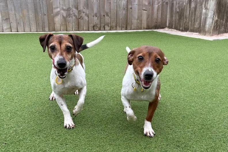 Dogs Trust seeks homes for rescue dogs in Derbyshire