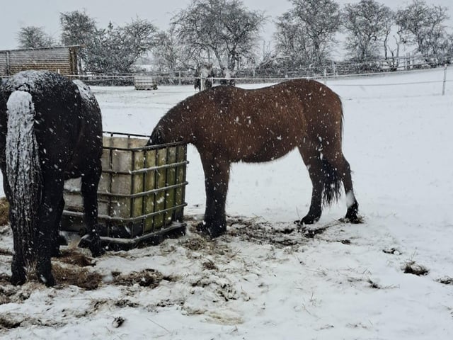 Sharon shared these snowy snap of her horses.
