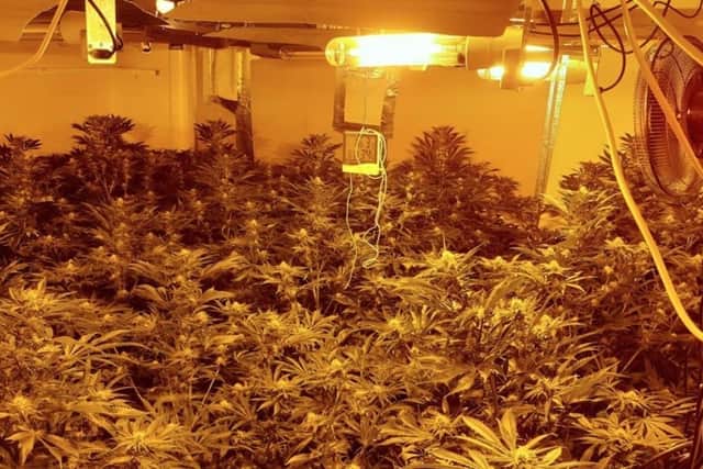 More than 50 cannabis plants were found growing across two bedrooms upstairs at the property in Mansfield Woodhouse, with about 80 more also discovered in the loft.