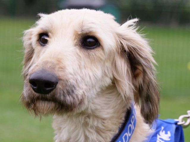 Meet Casper, a two-year-old male Lurcher.
Casper is a very friendly, affectionate boy who enjoys company and loves attention. He is responding well with his training but needs an experienced owner who can continue his training in all areas. Casper does become anxious when left for long periods so would benefit someone at home most of the time. Casper is looking for an active family as he has bounds of energy and adores his walks, he has a mischievous nature and loves playing with his toys. 
He may live with dogs, cannot live with cats but may live with secondary school age children
See: https://rspca-radcliffe.org.uk/animal/casper/